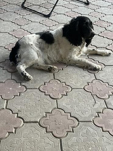 собака для ахоты: Русский охотничий спаниель! Предлагаются к бронированию щенки — 8