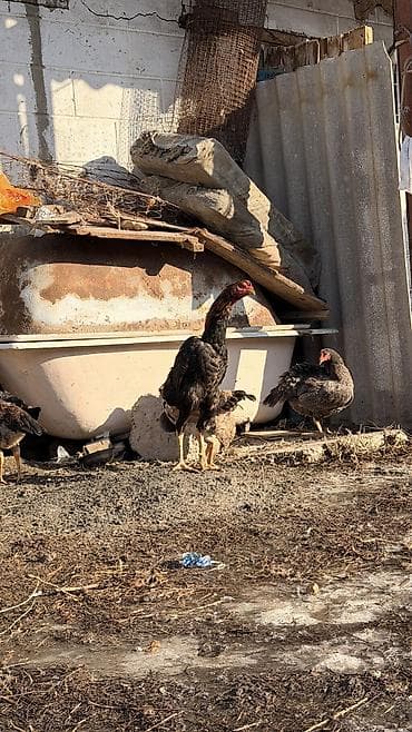 куры карлики: Продаю | Петух | Бойцовая | Для разведения — 3