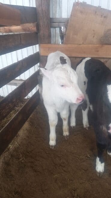 Аквариумы: Продаю | Бык (самец), Музоо, торпок | Голштин | Для молока | Племенные — 2