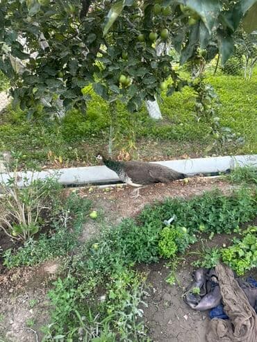 необычные животные: Павлин с ярким оперением хвоста. Самец павлина демонстрирует свой — 2