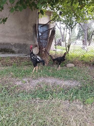 Продаю | Куры | Бойцовая | Для разведения — 3
