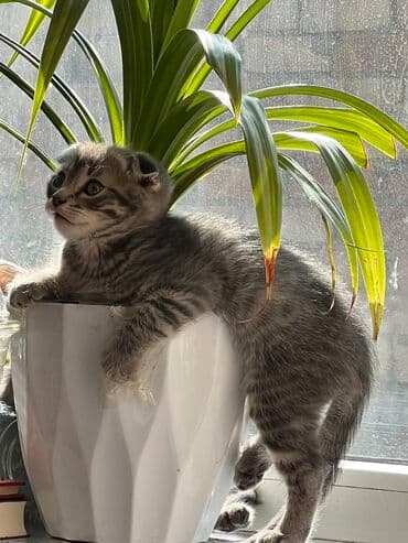 carters для мальчика: Отдаем котят в любящие ручки Один котенок вислоухий ( от матери — 4