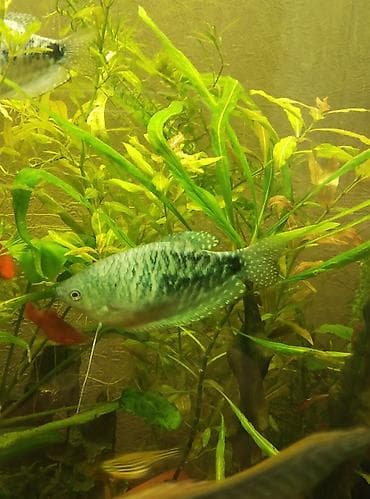 мальки форели в бишкеке: Поменяю мраморную самку гурами на самца кто хочет приобрести - — 4