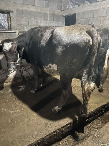 сколько стоит породистый щенок немецкой овчарки: Продаю | Корова (самка) | Алатауская, Швицкая | Для разведения, Для молока | Племенные, Осеменитель, Стельные — 3