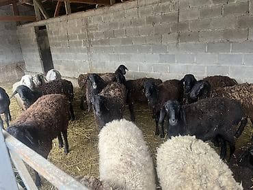 куплю бараны: Продаю | Овца (самка) | Для разведения | Матка — 3