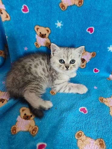 котята шотландский: Готовы к раннему бронированию Котята серебристого окраса (шотландского — 2