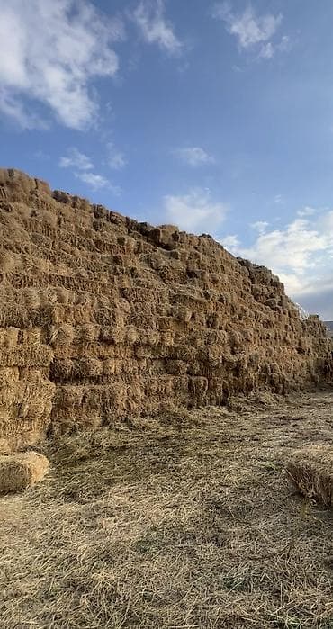 продаю тюки клевер: Туктолгон чоп сатылат, чарбалар жана фермалар үчүн чоң көлөм бар — 1