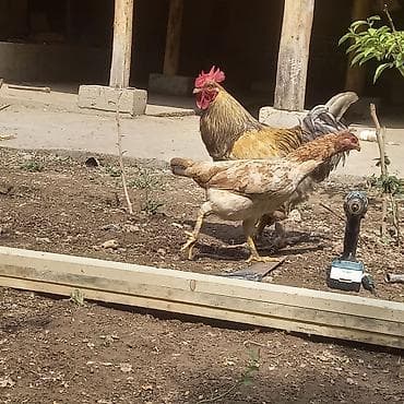 Продаю | Куры | Домашняя | Несушки