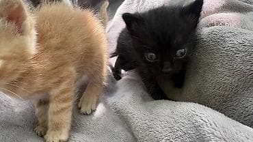 помёта: Котята, помёт из 4 малышей. - Окрас: два полосатых бело-тигровых — 2