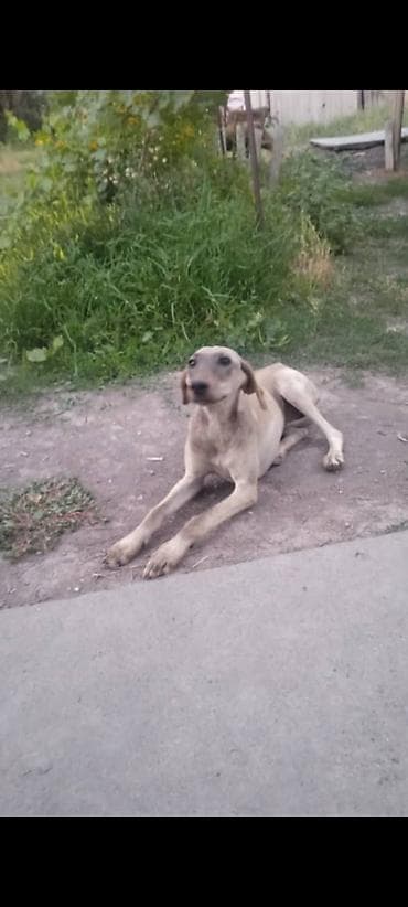 выгул животных: Собака среднего размера, гладкошёрстная, светло-палевая с сероватым — 2