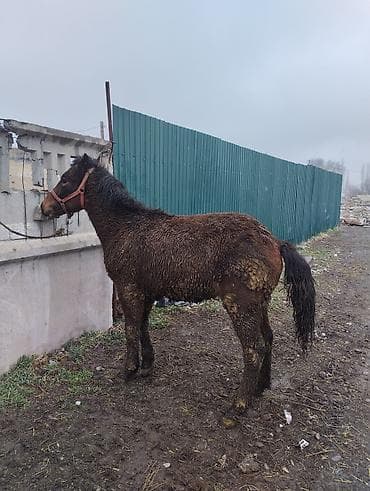 Ветеринар кызматы: Сатам | Бээ (ургаачы) | Жумушка | Асыл тукумдуу — 1