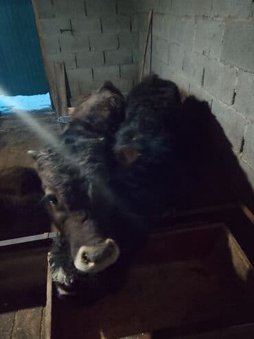 рыбки цена: Продаю | Музоо, торпок | Полукровка | На откорм | Привязанные — 9