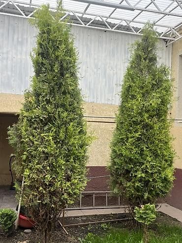 Туя западная (скорее всего сорт Смарагд) — декоративные хвойные