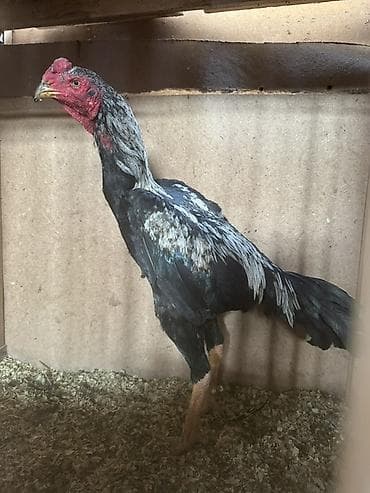 Продаю | Петух | Бойцовая | Для разведения