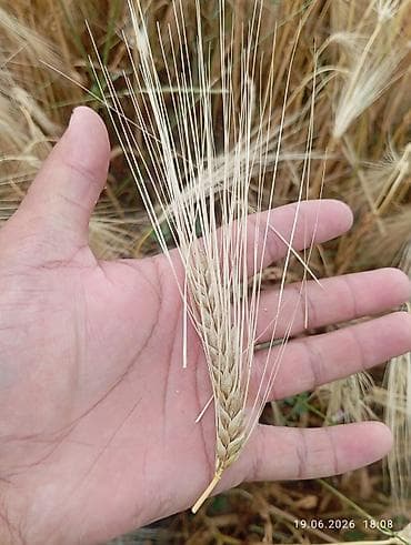 суданка семена: Ячмень озимый сорт Атлин! на продажу 2 репродукция.посев 110-130 кг на — 5