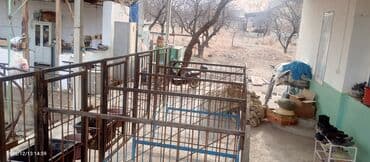 купить кошку бишкек: Кой короо сатылат 10 баш кой батат(5 бөлүктөн турат)ар бир клетканын — 4