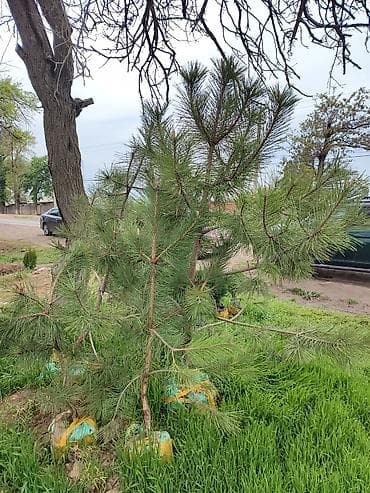 Ассалому алейкум!🔥🔥🔥🔥🔥🔥 срочно срочно срочно оптом сатылат 2000 сомдон — 3