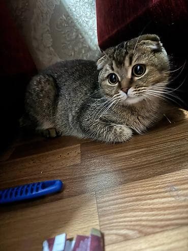 абиссинская кошка: цена: Британская короткошёрстная, 11 месяцев, Девочка, Золотая шиншилла, Приучена к лотку, Проглистована — 2
