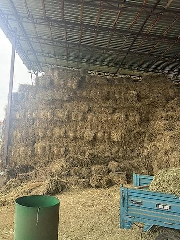 Животные: Саман сатам оптом 120 сом Село Байтик чоп аралаш — 3