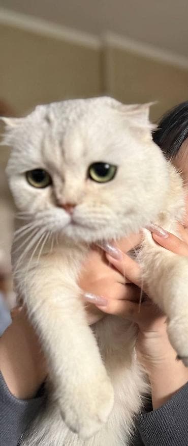 Мышыктар сатылат: Шотландский вислоухий кот (Scottish Fold), окрас серебристый шиншилла — 3
