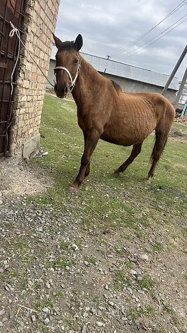 живой корм: Продаю | Кобыла (самка) | Рабочий — 1