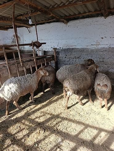 швицкая порода коров цена: Продаю | Овца (самка) | Для разведения | Матка — 2