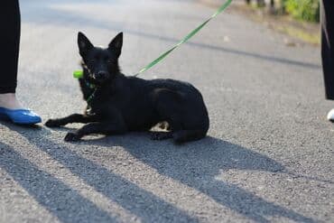 Собака даром: 11 месяцев, Самка, С прививкой