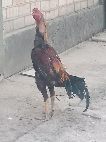дакан жожо: Продаю | Петух | Дакан | Для разведения — 4
