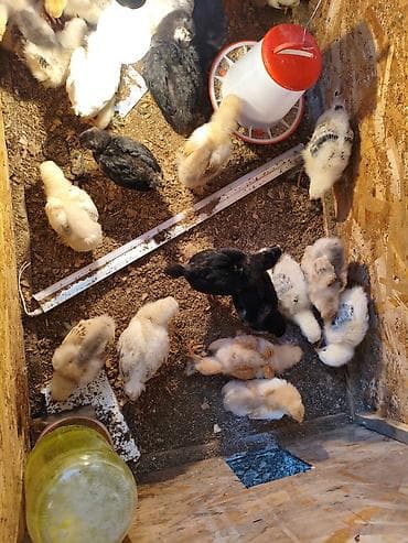 сова живая: Продаю | Цыплята | Для разведения — 3