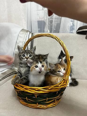 сухое молоко для котят: Кошка даром: Беспородная, 2 месяца, Мальчик, Приучена к лотку — 8