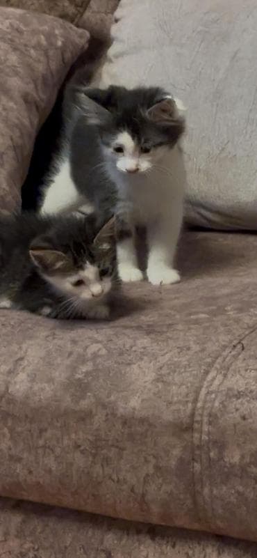 продажа котят мейн кун: Майнкун метисы Отец - дворовой крутыш🦁(крупный) Мать - Майнкун к — 4