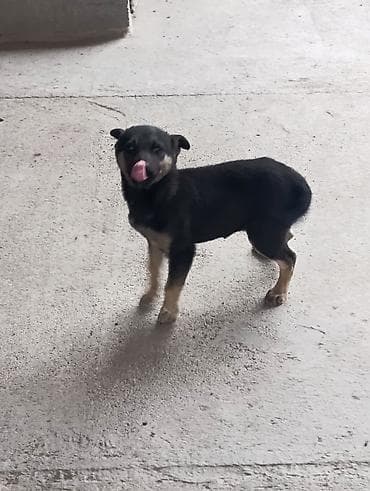 Аквариумдар: Щенок, короткошёрстный, окраса черный с подпалом (рыжевато-песочные — 4