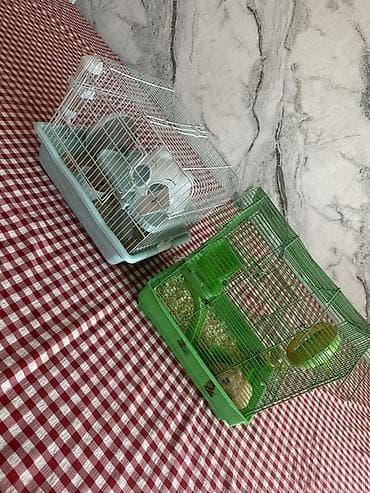 шотландская кошка бишкек: Хомяк с комплектом клеток и аксессуаров В комплекте: - Два — 3