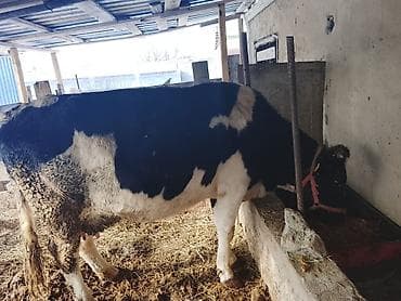 Зоотовары: Продаю | Корова (самка) | Полукровка — 3