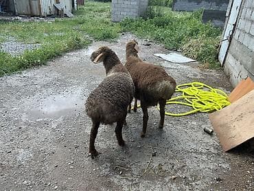 продажа собак в бишкеке: Продаю | Ягненок, Баран (самец) | Арашан | Для разведения — 6