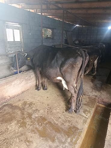 кошка породистый: Продаю | Корова (самка) | Полукровка | Для разведения | Привязанные — 1