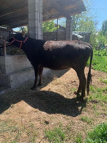 тёлка швиц: Продаю | Корова (самка) | Для молока | Привязанные — 2