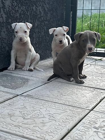 рр питбуль: Питбуль, 1 месяц, Самец — 8