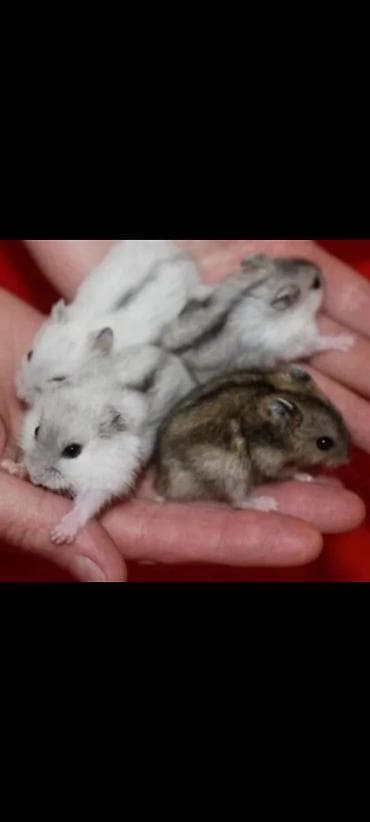 Үй жаныбарлары үчүн товарлар: Клетки для хомяков с комплектом аксессуаров. Варианты: - — 5