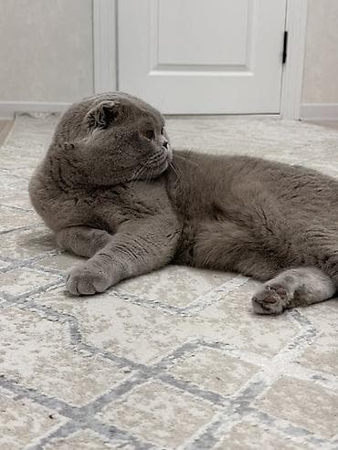 шотланский кошка: Шотландский вислоухий кот, окрас лиловый. (2 года), стерилизованный — 3