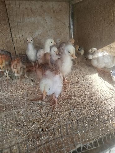 доминант куры: В наличии цыплята — 1