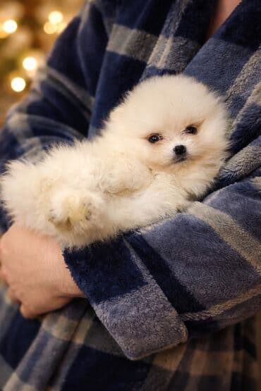 Шпиц ЩЕНКИ ПОД БРОНИРОВАНИЕродились 11 декабря 2025, есть разные