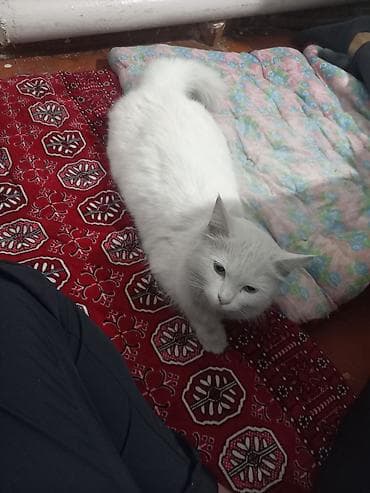 мини кошка: Белая домашняя кошка с пушистым хвостом. Полудлинная шерсть, плотный — 2