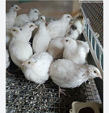 Порода: белый техасский перепел молодой (Texas A&M, «техасский