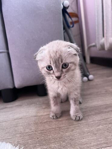 Шотландский вислоухий котёнок (Scottish Fold) - Окрас — 1