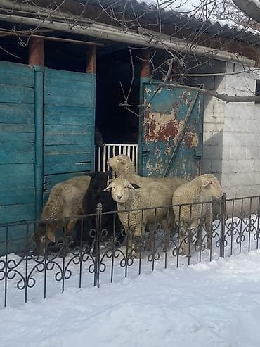 машынка для стрижки баранов: Продаю | Овца (самка) | Меринос | На забой, Для шерсти | Кастрированные — 6