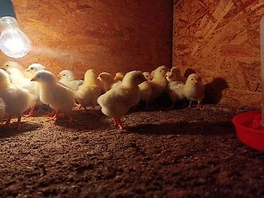 бенгальские кошки бишкек: Продаю | Цыплята | На забой, Несушки — 9