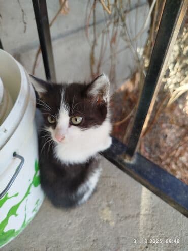 объявления о найденных животных: Котята отдам даром, хоть чучелом хоть тушкой. - Помёт из трёх — 4