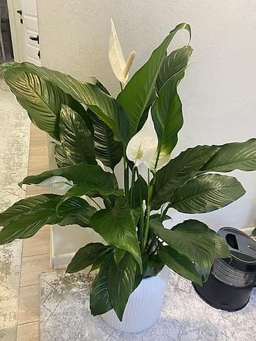 цветы домашние: Спатифиллум (Spathiphyllum), комнатное растение Продается вместе с — 1