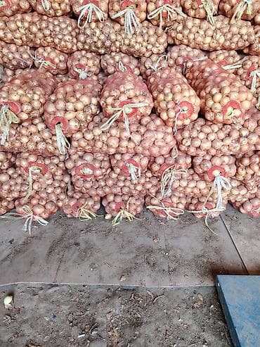 Лук Оптом — 1